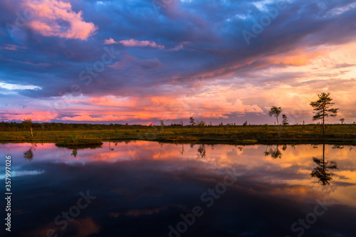 Swamp on a sunny day in great colors