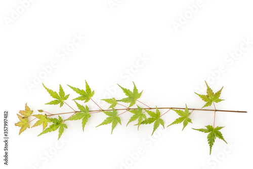                            Green leaf background material