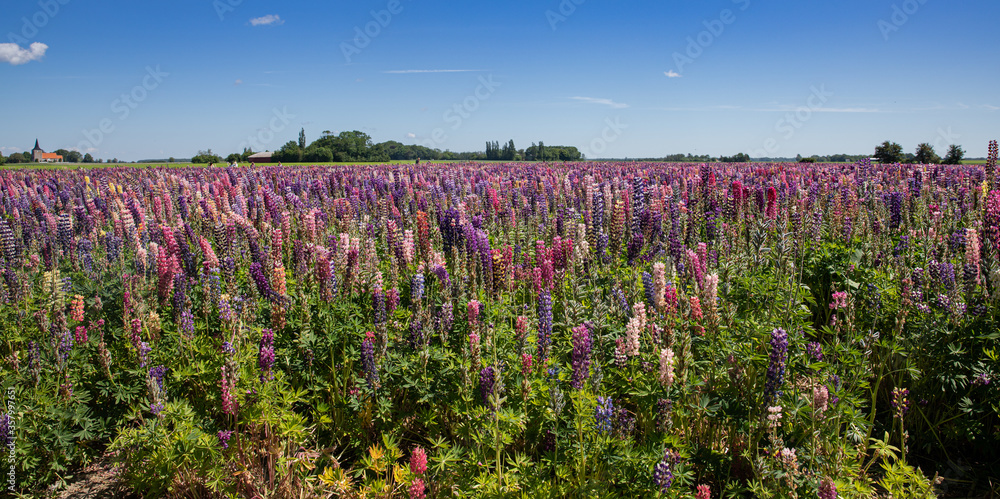 Lupine field with many colors