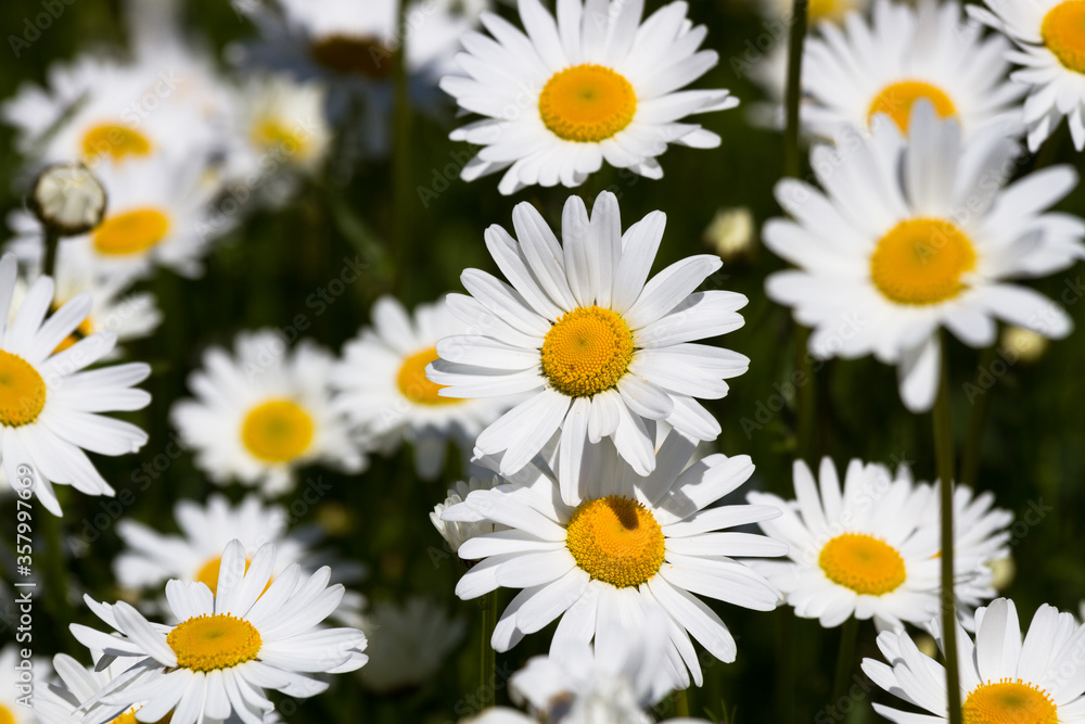 Daisy time. Daisies in the meadow and close-up Daisy time. Daisies in the meadow and close-up
