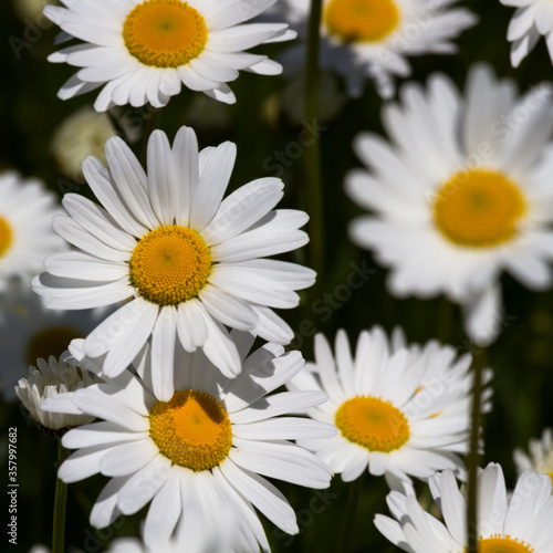 Daisy time. Daisies in the meadow and close-up