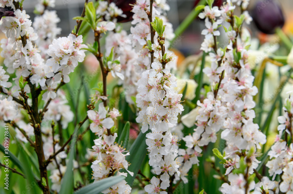 Beautiful cherry blossoms are decorative. Delicate white spring flowers. Spring cherry blossom. Beautiful cherry blossoms are decorative. Delicate white spring flowers. Spring cherry blossom.