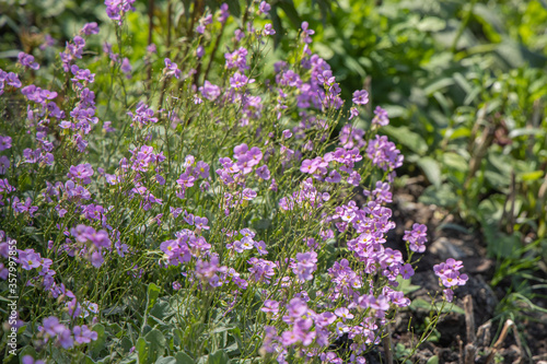 Group of violet Linum alpinum or Blue Flax flowers grows on a green background of leaves and grass in a park in summer