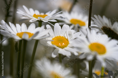 Daisy time. Daisies in the meadow and close-up