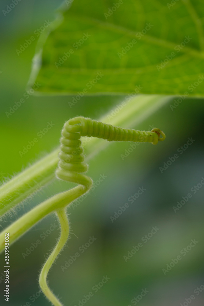 Naklejka premium Garden tendril spiral