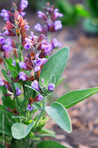 Blooming sage in the garden, close-up. Sage plant. Salvia Officinalis. photo