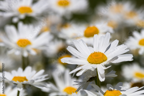 Daisy time. Daisies in the meadow and close-up