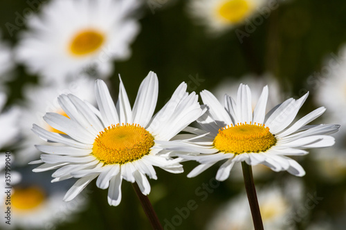 Daisy time. Daisies in the meadow and close-up