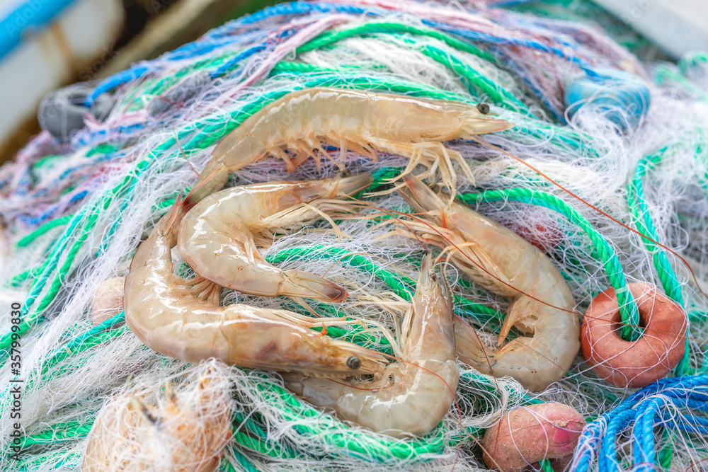Jumbo prawns and fishing net. Seafood, shrimp is high in protein but