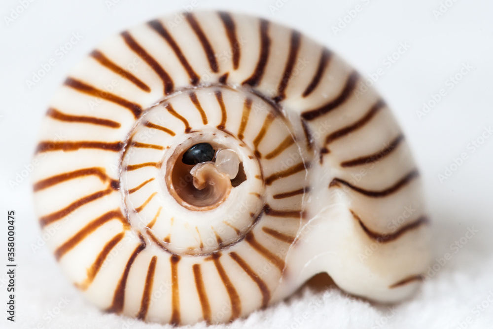 Obraz premium Cone Shell 2