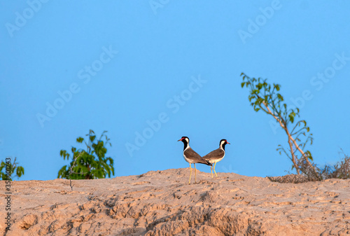 red wattled lapwing  photo