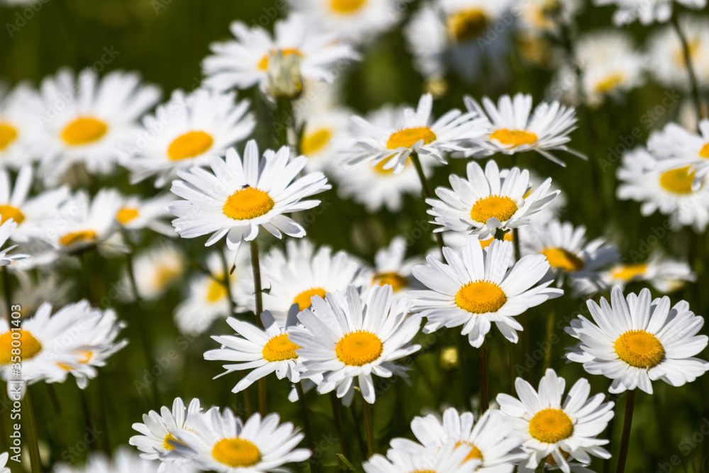 Daisy time. Daisies in the meadow and close-up Daisy time. Daisies in the meadow and close-up