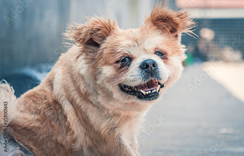 Sad dog in shelter waiting to be rescued and adopted to new home. Shelter for animals concept