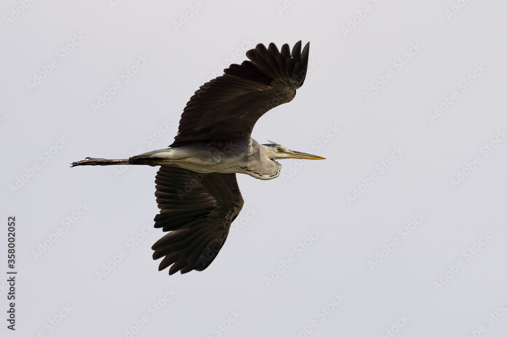 Obraz premium Western Reef Heron on Qatar's north-eastern coast