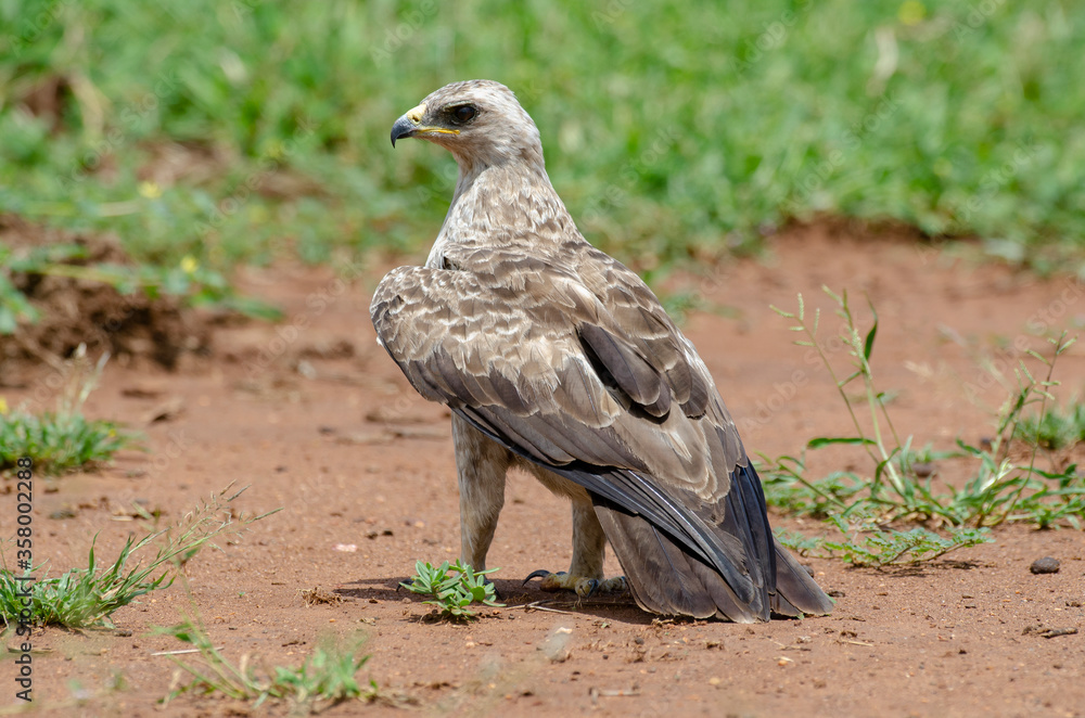Fototapeta premium Aigle ravisseur,.Aquila rapax , Tawny Eagle