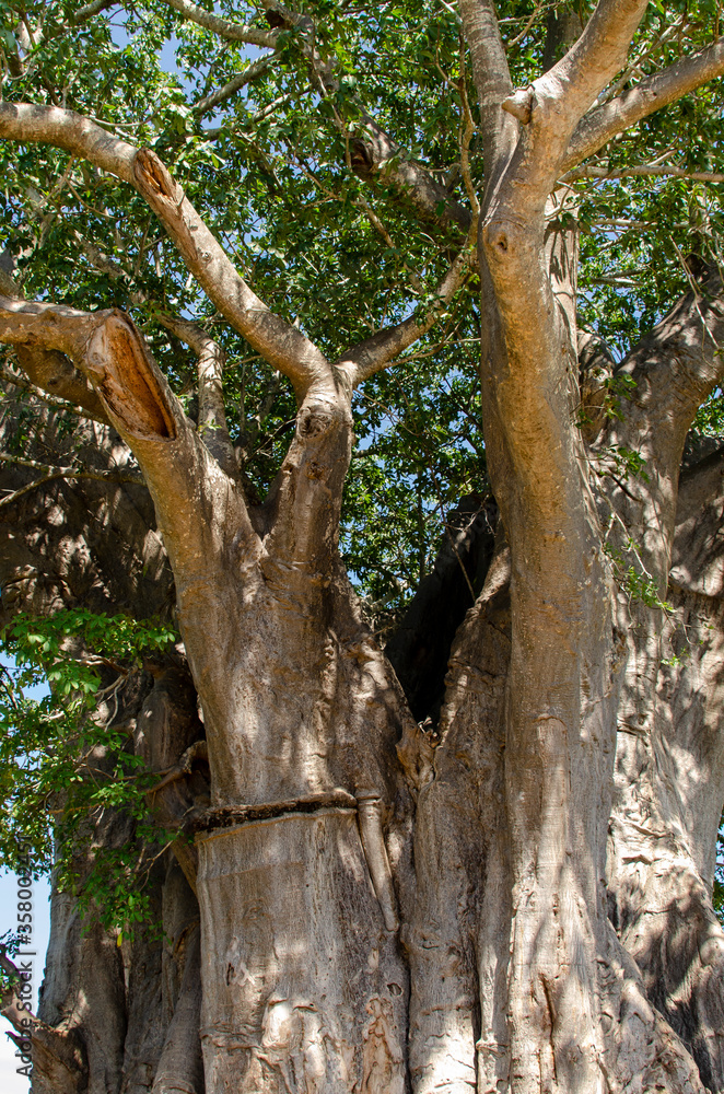Baobab, adansonia digitata, Afrique du Sud Baobab, adansonia digitata, Afrique du Sud