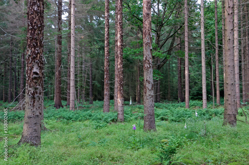 Tree mortality in the Netherlands: Spruce trees damaged by Spruce bark beetles