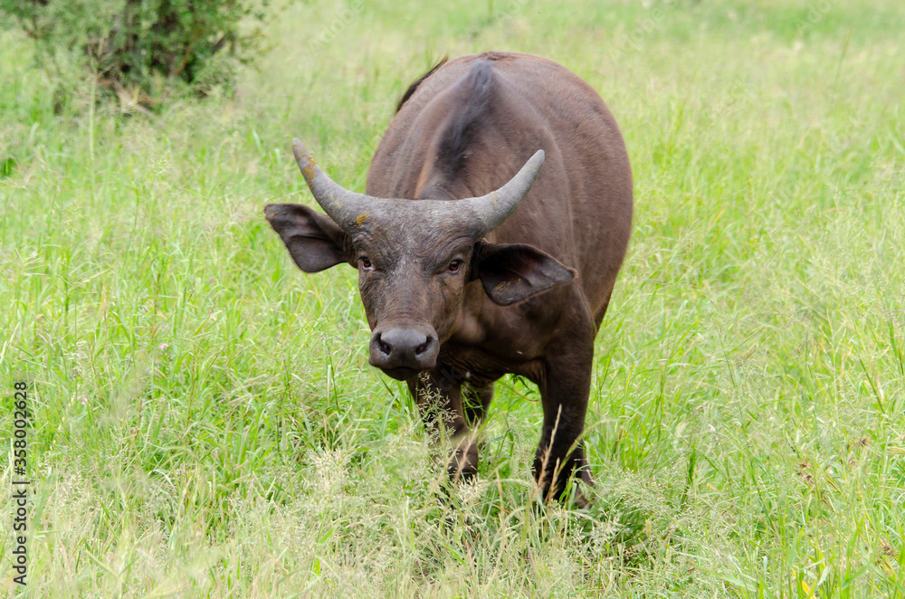 Buffle d'Afrique, Syncerus caffer, Parc national Kruger, Afrique du Sud Buffle d'Afrique, Syncerus caffer, Parc national Kruger, Afrique du Sud