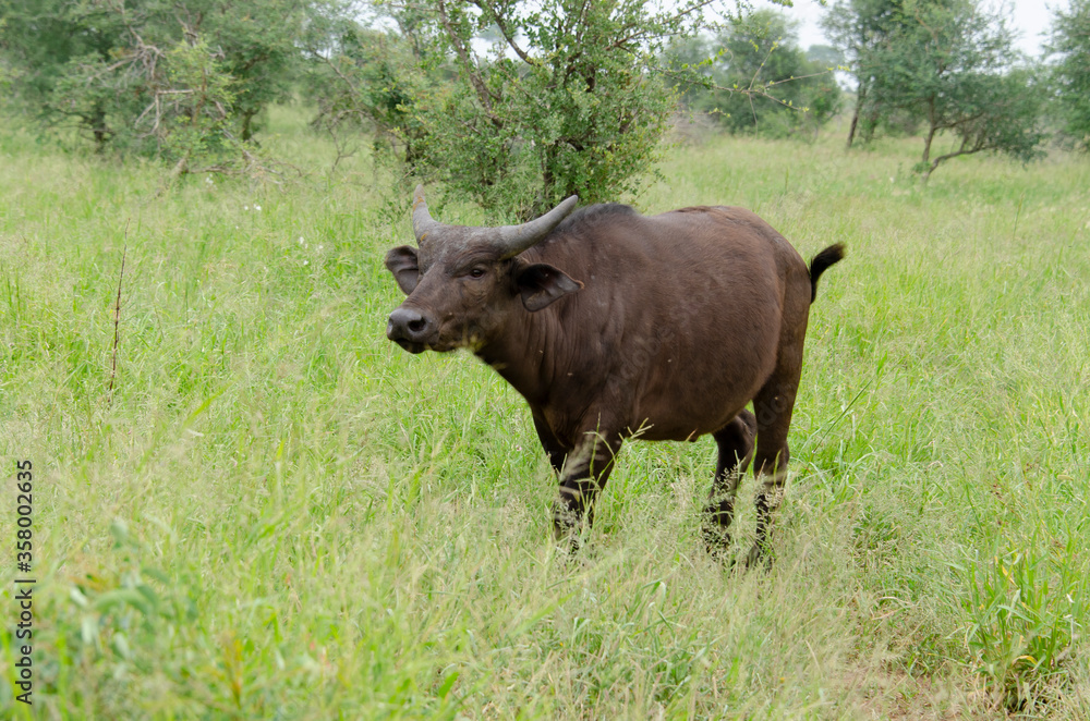 Buffle d'Afrique, Syncerus caffer, Parc national Kruger, Afrique du Sud Buffle d'Afrique, Syncerus caffer, Parc national Kruger, Afrique du Sud