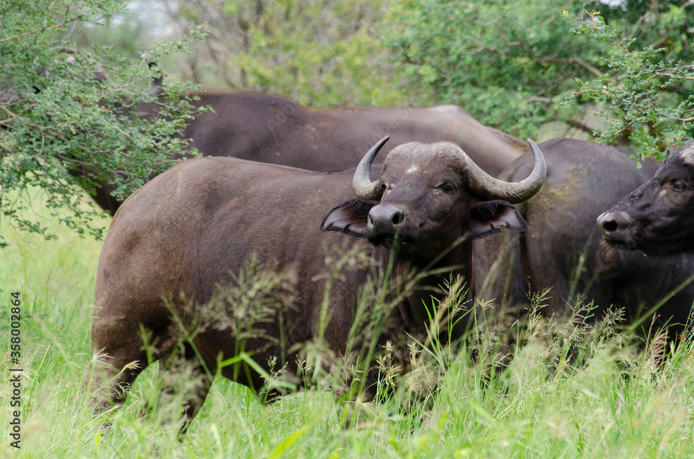 Buffle d'Afrique, Syncerus caffer, Parc national Kruger, Afrique du Sud Buffle d'Afrique, Syncerus caffer, Parc national Kruger, Afrique du Sud