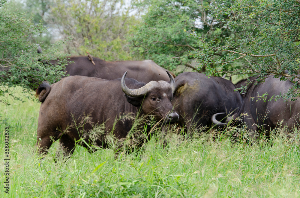 Buffle d'Afrique, Syncerus caffer, Parc national Kruger, Afrique du Sud Buffle d'Afrique, Syncerus caffer, Parc national Kruger, Afrique du Sud