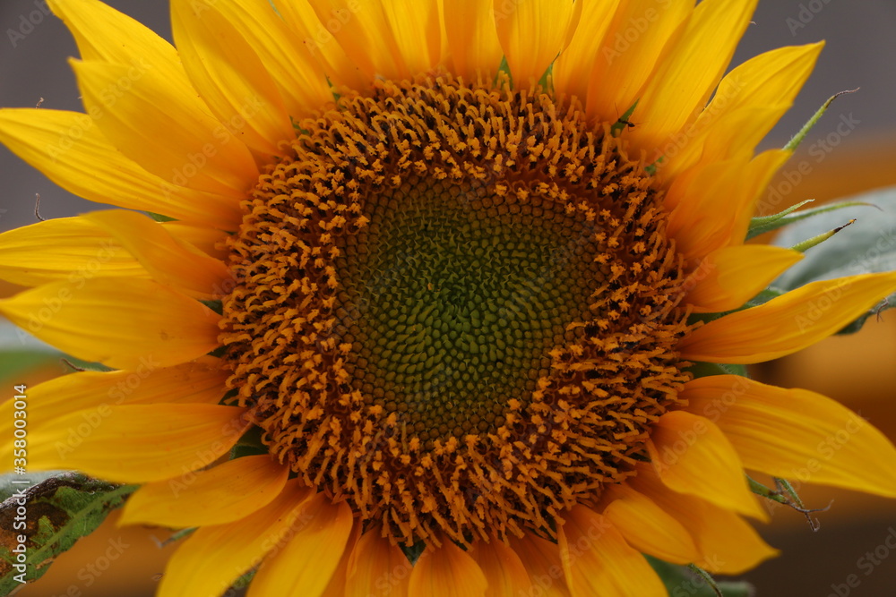 Naklejka premium sunflower close up