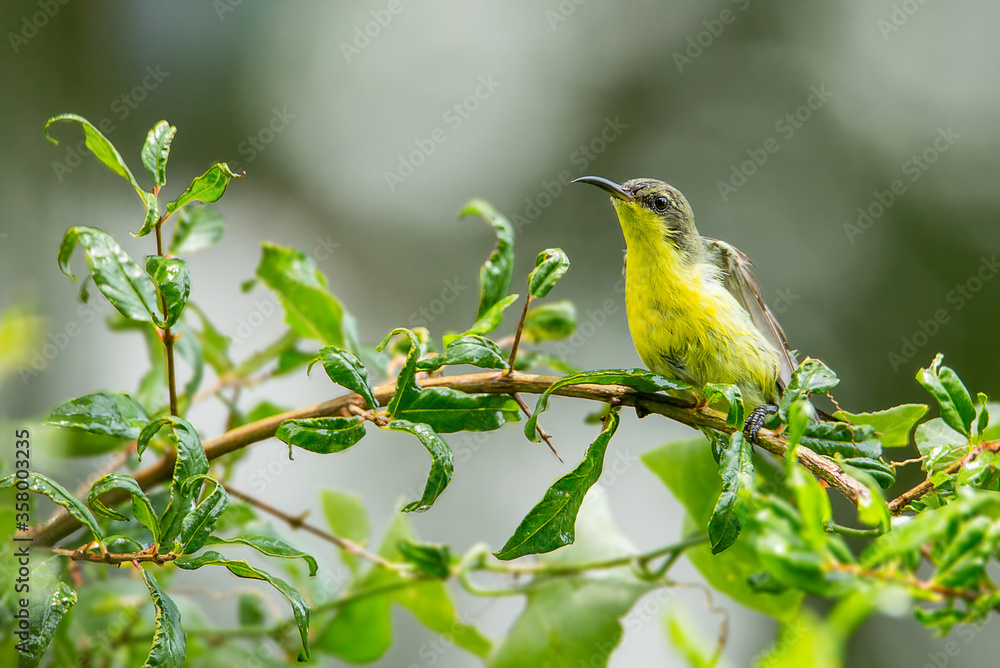 Olive-backed Sunbird  female Caught on a branch looking for food