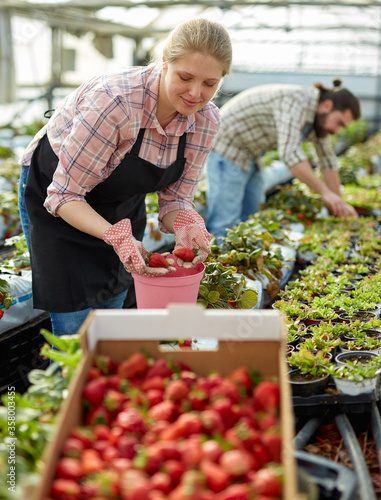 Female farmer harvesting strawberries