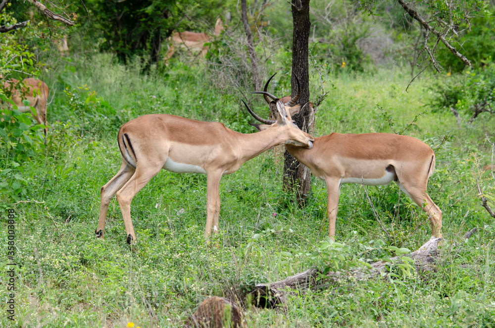 Impala, male, Aepyceros melampus Impala, male, Aepyceros melampus