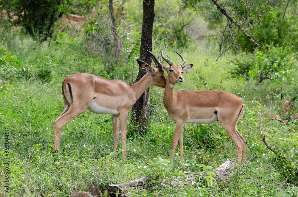 Impala, male, Aepyceros melampus Impala, male, Aepyceros melampus