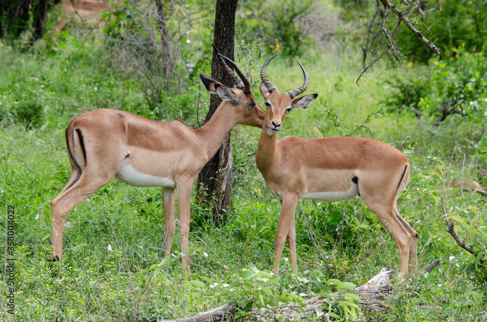 Impala, male, Aepyceros melampus Impala, male, Aepyceros melampus