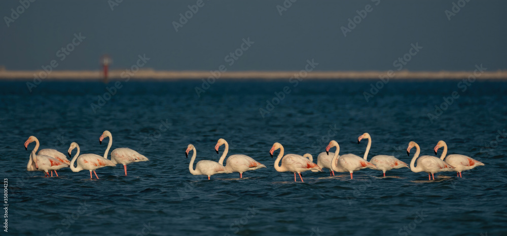 Naklejka premium Flamingo birds on Qatar's north-eastern coast