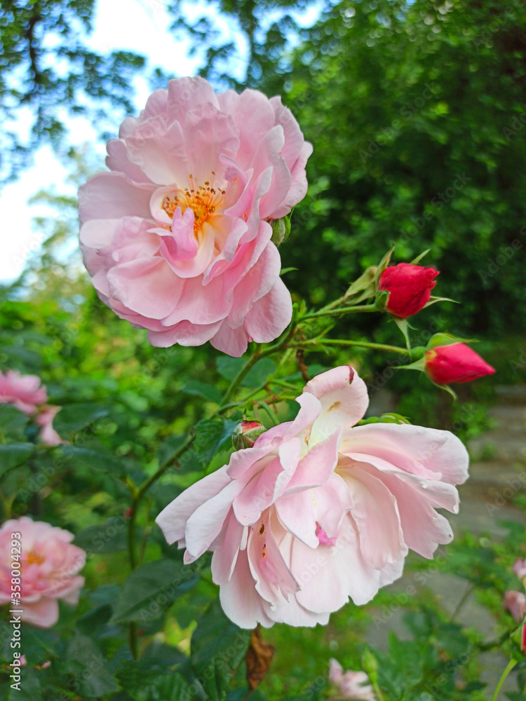 Beautiful roses at the moment of greatest flowering Beautiful roses at the moment of greatest flowering