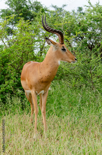 Impala  male  Aepyceros melampus