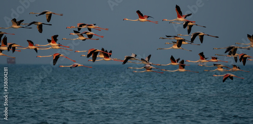 Flamingo birds on Qatar's north-eastern coast 
