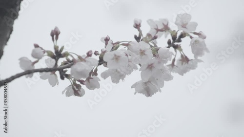 white sakura close-up slow motion