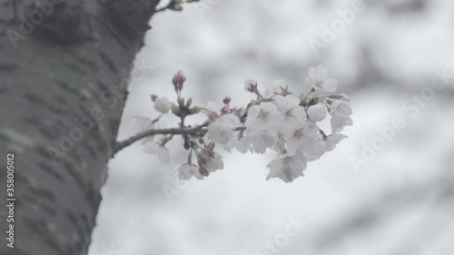 white sakura close-up slow motion