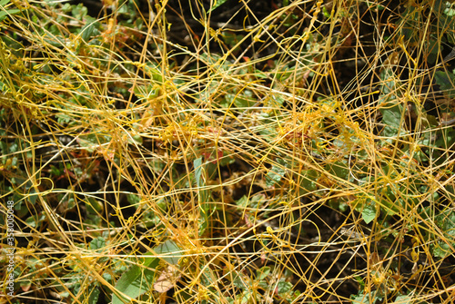 Foto Cuscuta europaea  (greater dodder, European dodder) on green grass, close up det