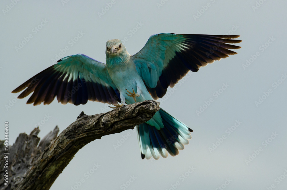 Obraz premium Rollier d'Europe,.Coracias garrulus, European Roller
