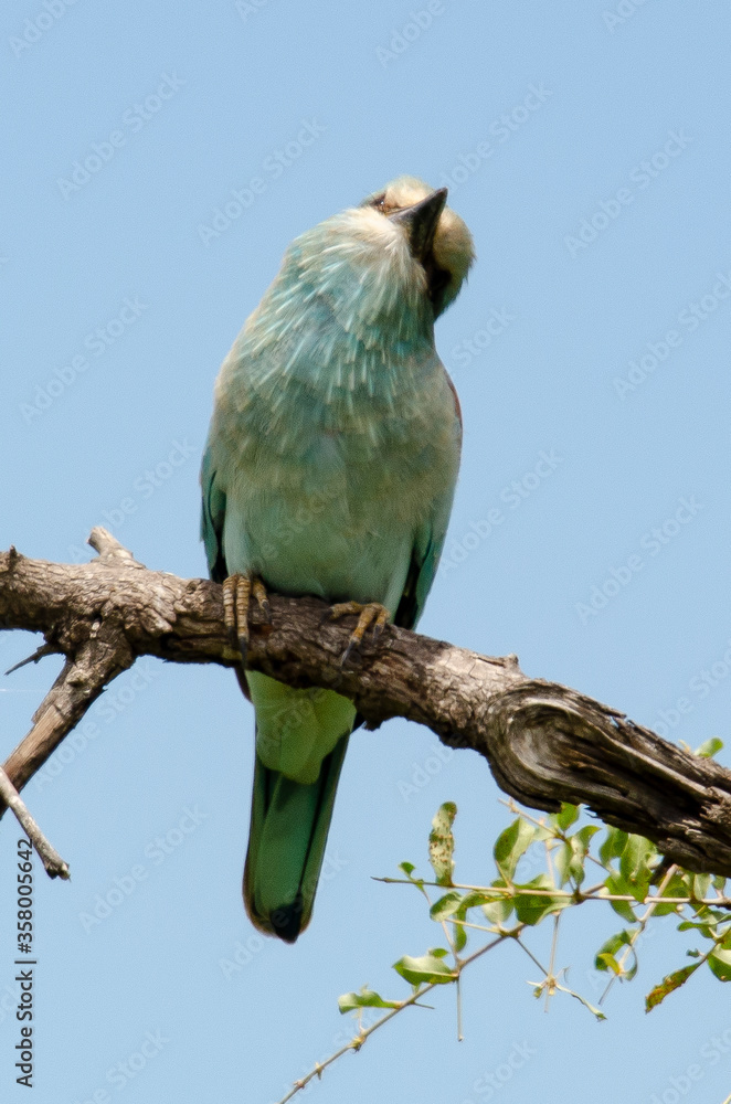 Naklejka premium Rollier d'Europe,.Coracias garrulus, European Roller