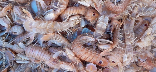 Mantis shrimps on sale on Italian fish market, Squilla mantis, pacchero, canocchia. photo