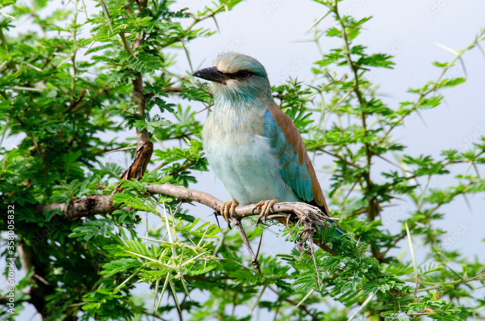 Rollier d'Europe,.Coracias garrulus, European Roller Rollier d'Europe,.Coracias garrulus, European Roller