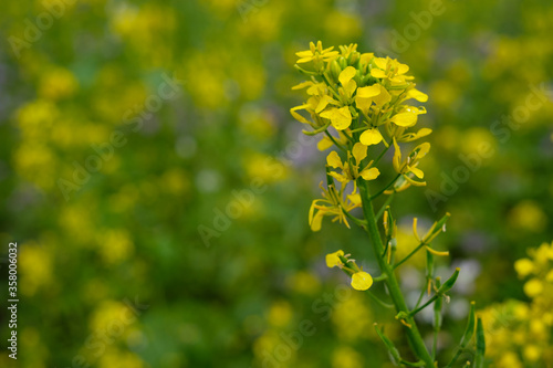 Rape with yellow flowers close-up