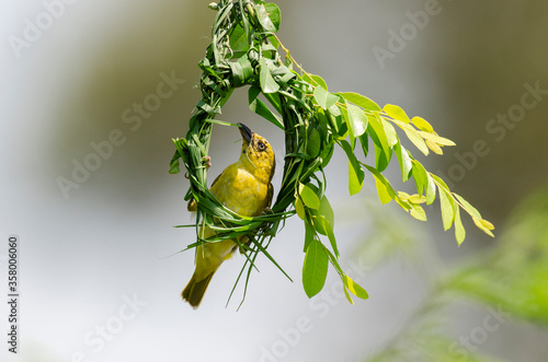 Tisserin intermédiaire,.Ploceus intermedius, Lesser Masked Weaver #358006060