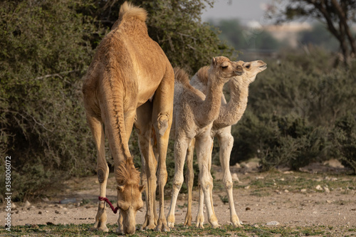 Domestic camels in Qatar's south-west