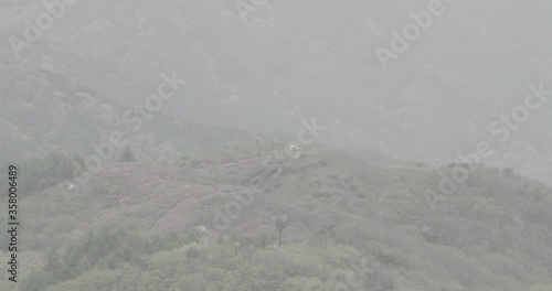 landsacpe of korea mountain azalea flower swarm