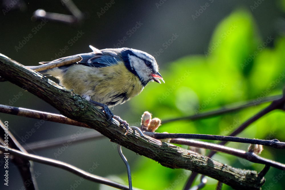 Obraz premium Blaumeise ( Cyanistes caeruleus, Syn.: Parus caeruleus ).