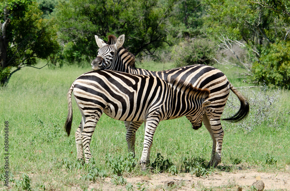 Zèbre de Burchell, Equus quagga, Parc national Kruger, Afrique du Sud Zèbre de Burchell, Equus quagga, Parc national Kruger, Afrique du Sud