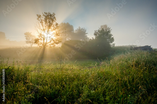 Sunbeams in morning at a tree and meadow