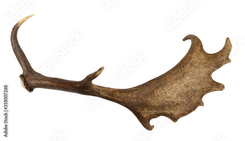 Fallow Deer antler shed isolated on white
